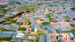 武山四大活動(dòng)助陣蔬菜博覽會(huì)